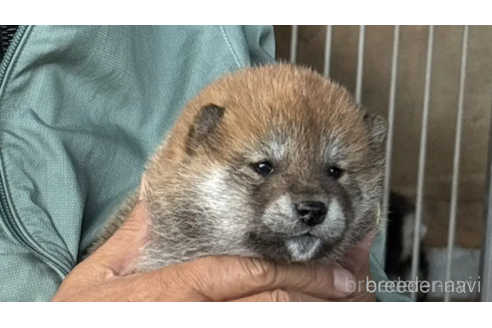 販売中の三重県の柴犬-379466の10枚目